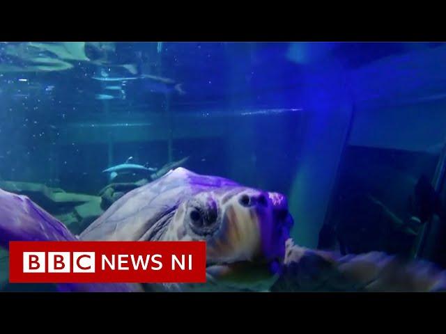 Washed up turtle flown back to the wild - BBC News NI