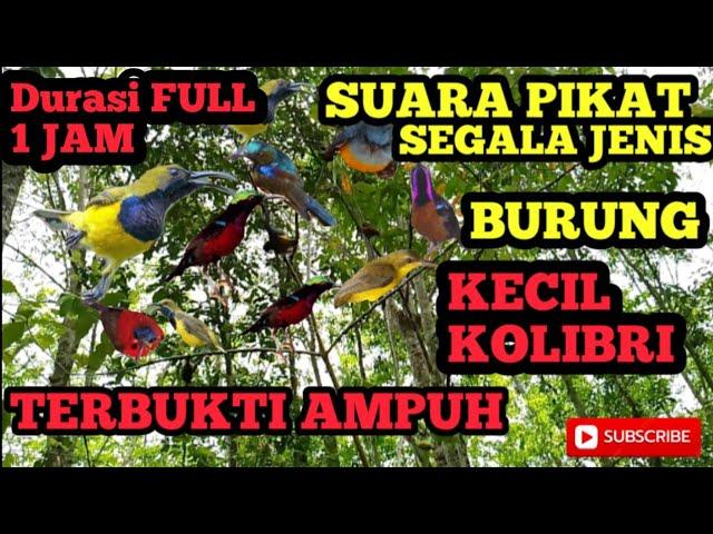 SUARA PIKAT SEGALA JENIS KOLIBRI KONIN,SOGON,KORLAP,SEPAH RAJA DURASI FULL 1JAM.mp4