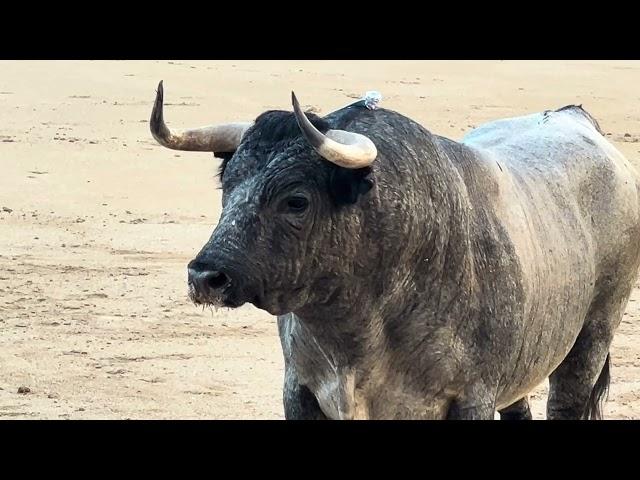 Salida 3º toro de PARTIDO DE RESINA: "TORMENTOSO" - 15-septiembre-2024 - Las Ventas