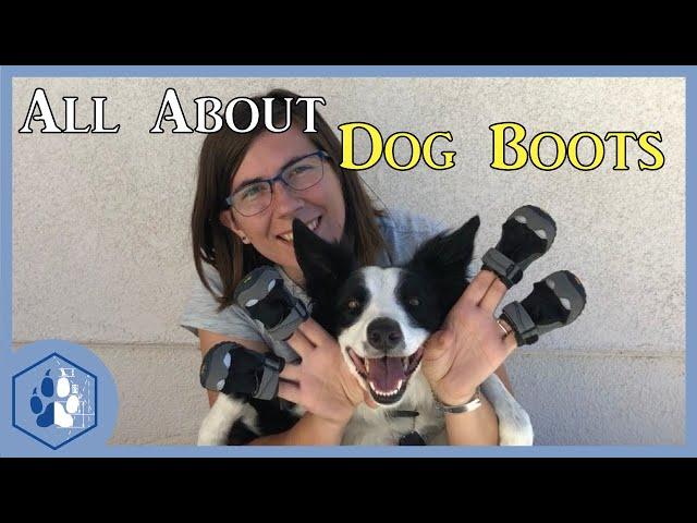 Dog Boots 101