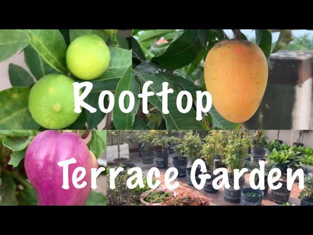 Organic Fruits And Vegetables Rooftop Terrace Garden Tour