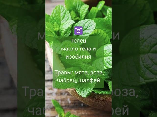 Овен, Телец, Близнецы, Рак - эти травы, придадут силы, важно собрать с 21.06 - 7.07 #травызодиак