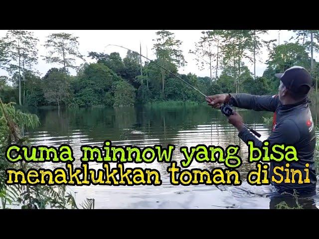 casting toman di danau air hitam saat banjir // casting umpan minnow