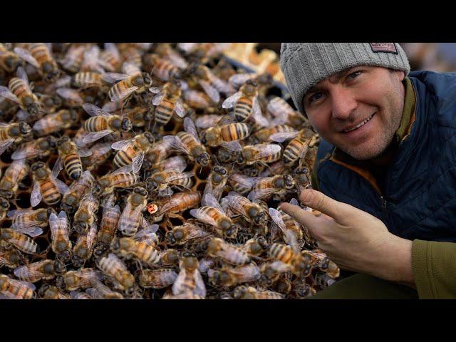 What's The Earliest You Can Split A Bee Hive In Spring?