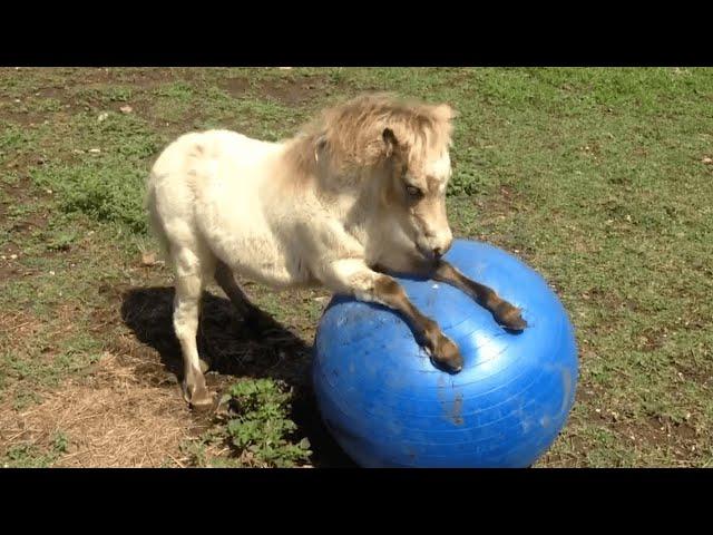 FUNNIEST Pet Fails!   | Best Compilation 2023