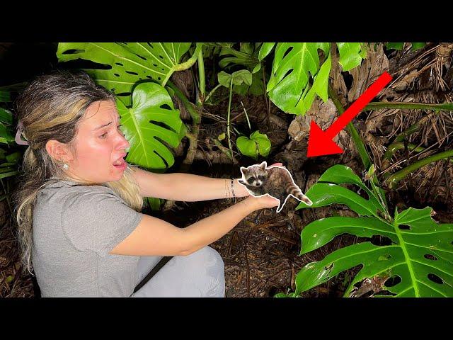 BABY RACCOON FOUND WITHOUT ITS MOTHER! WHAT NOW?!