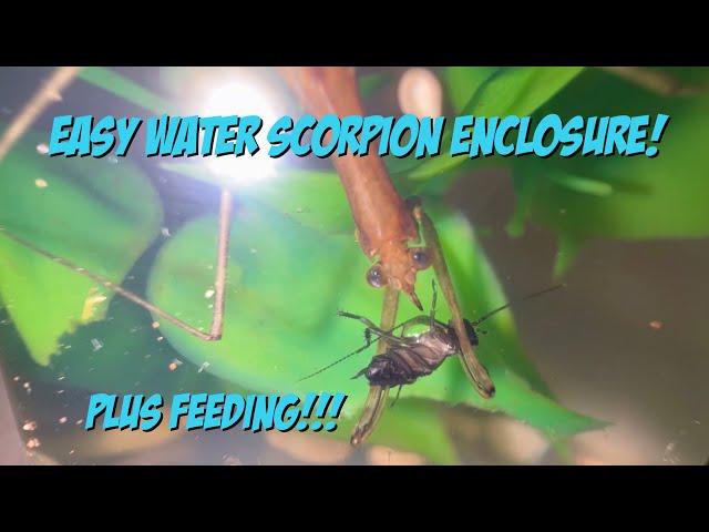 Easy Water Scorpion Enclosure! Plus Feeding!