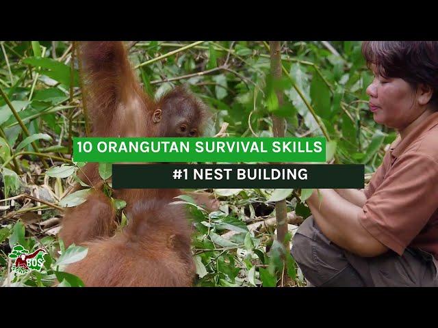 Orang-Utan Survival Skills: Lektion 1 - Wie baue ich ein Nest?