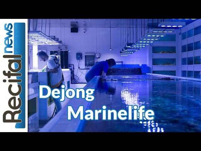 De jong Marinelife : visite du plus gros importateur de coraux et de poissons d'Europe !