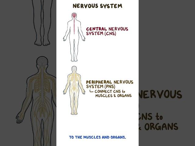 Clinical Cuts: Anatomy and physiology of the nervous system