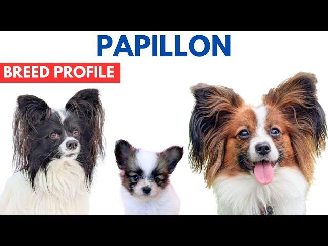 Papillon Breed Profile History - Price - Traits - Papillon Grooming Needs - Lifespan