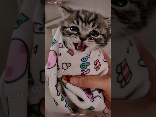 who lovers our bubies!?  #lovecats #kitty #catlove