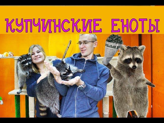 Енототерапия в Купчино / Енот полоскун покусал мужа