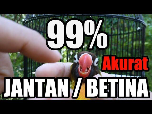 99% Akurat Membedakan Jenis Kelamin Lovebird - Perbedaan Jantan Dan Betina