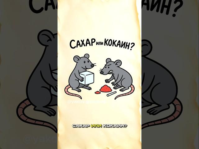 Сахар опаснее кокаина