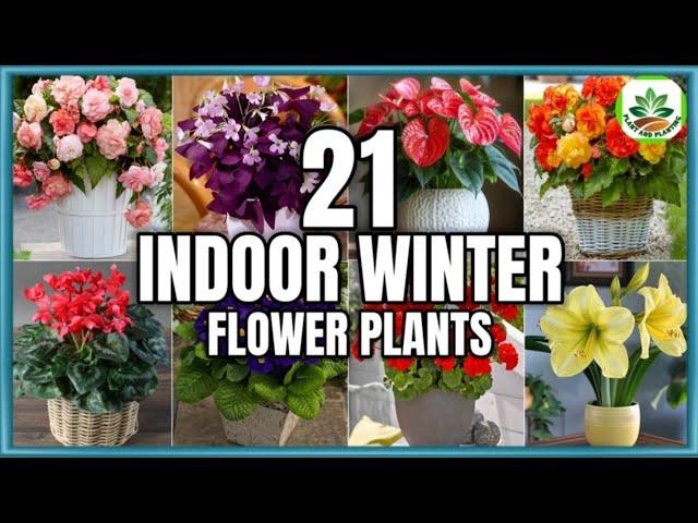 21 Best Indoor Winter Flower Plants to grow | Winter Flower Plants | Plant and Planting