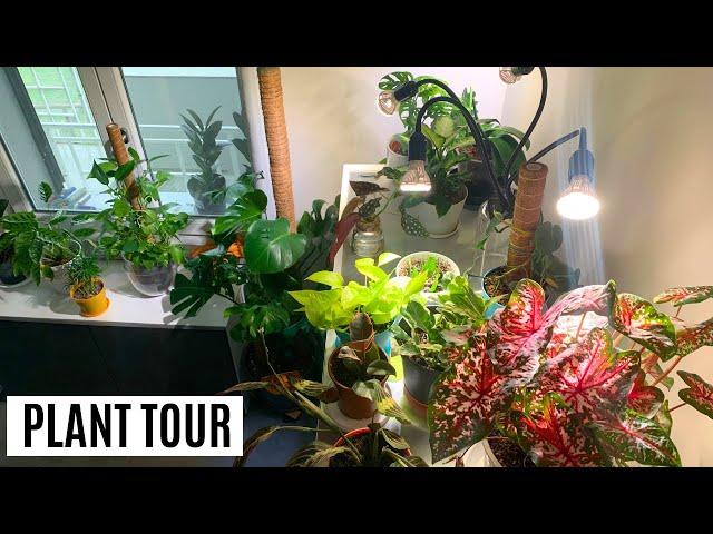 Tutta la verità sulle mie piante  PLANT TOUR