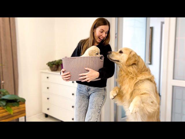 Golden Retriever Meets Golden Retriever Puppy for the First Time