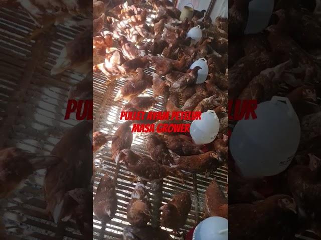 ayam petelur #ayampetelur #peternakayampetelur