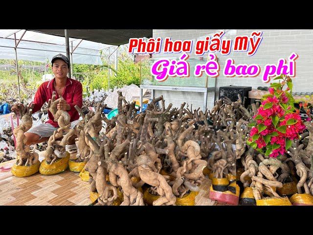 Phôi hoa giấy Mỹ giá rẻ bao phí vận chuyển..26/02 0971870961.Ngọc-Hương