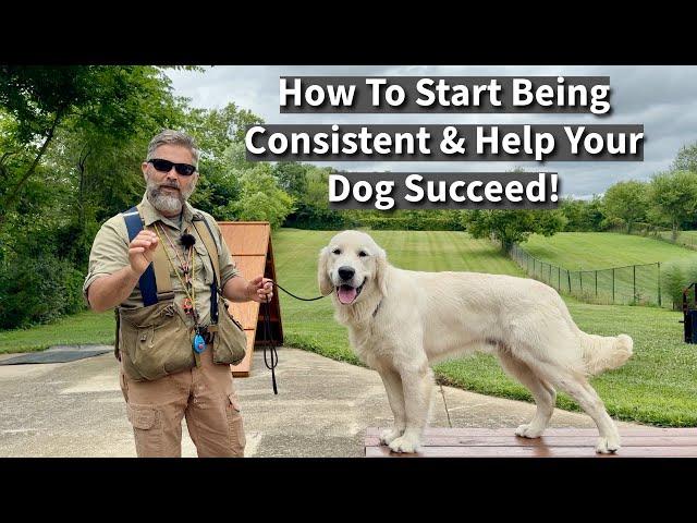 Improve Your DogTraining Skills By Being A More Consistent Trainer | Demonstration With Five Dogs