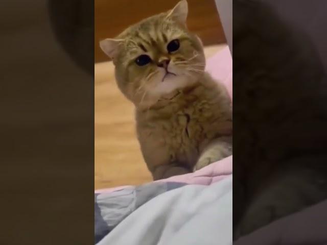 Angry Cat Vs. Owner.. #catvideos #short #catlaughs #funny