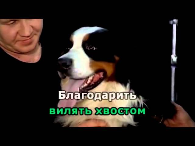 Гр  «Бутырка»   Шарик караоке