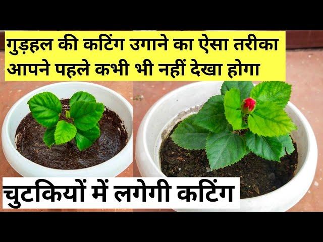 गुड़हल की कटिंग लगेगी चुटकियों में.How to grow hibiscus plant from cuttings.Best& Easiest way.