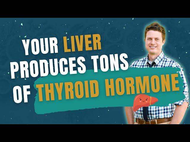 The Liver Is Responsible for More Active Thyroid Hormone Production Than The Thyroid