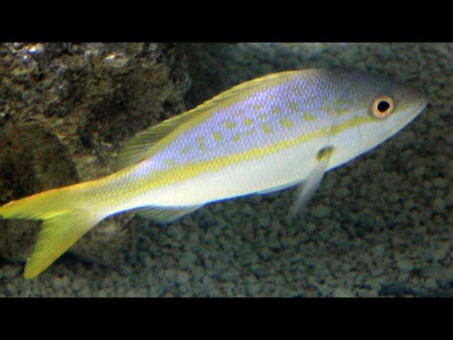 Facts: The Yellowtail Snapper