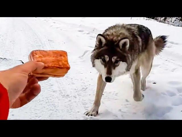 The man saves the wolf from the CERTAIN death!