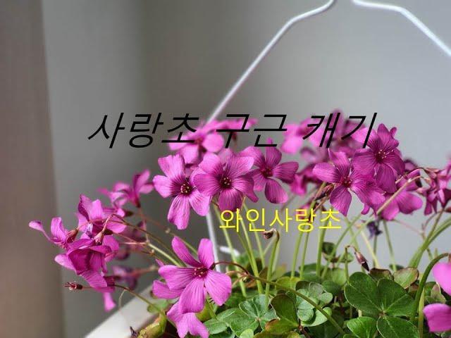 사랑초 구근 캐기/ 와인사랑초 / Oxalis.