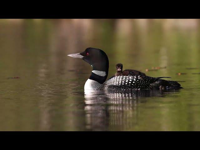 Common Loons by Harry Collins - 2023 Audubon Photography Awards