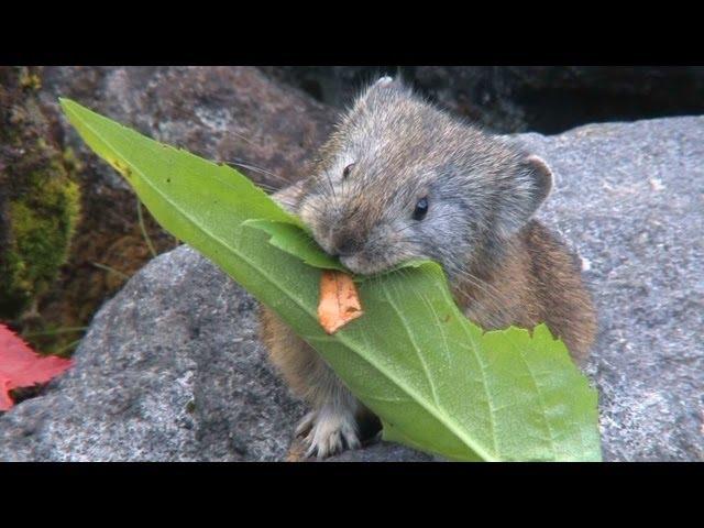 頑張れ！エゾナキウサギ　He can do his best.   Pika