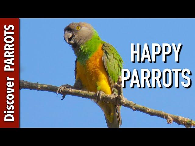 Happy Parrots Ep.1 - African forest sounds to play for your parrot | Discover PARROTS