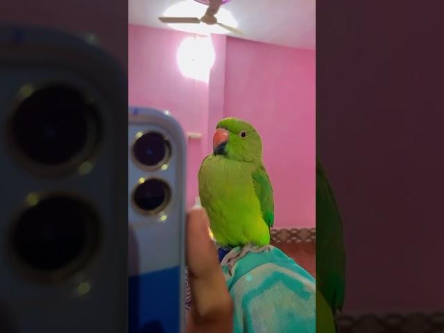 #personalvlog #firstparrot #viral #birds #petparrot #viralvideo #cute #parrrot #vlog #funny