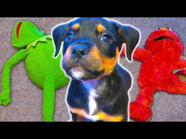 Puppy ATTACKS Kermit the Frog and Elmo!