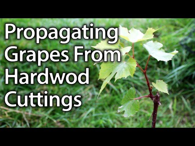 How to Propagate Grape Vines from Hardwood Cuttings Successfully