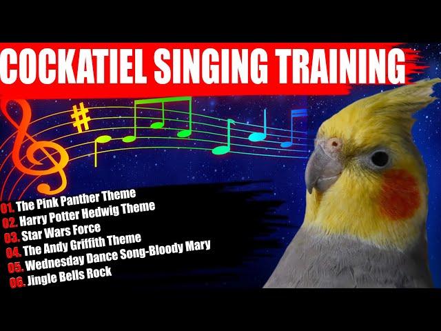 How To Train Your Cockatiel To Sing Like A Pro! Parrot Training-Cockatiel Singing