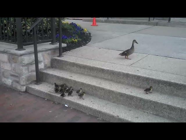 Ducklings vs. Stairs