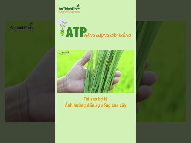 TẠI SAO BỘ LÁ LẠI ẢNH HƯỞNG ĐẾN SỰ SỐNG CỦA CÂY | An Thịnh Phát