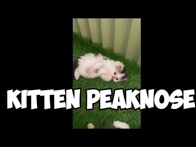 KITTEN PEAKNOSE LUCU