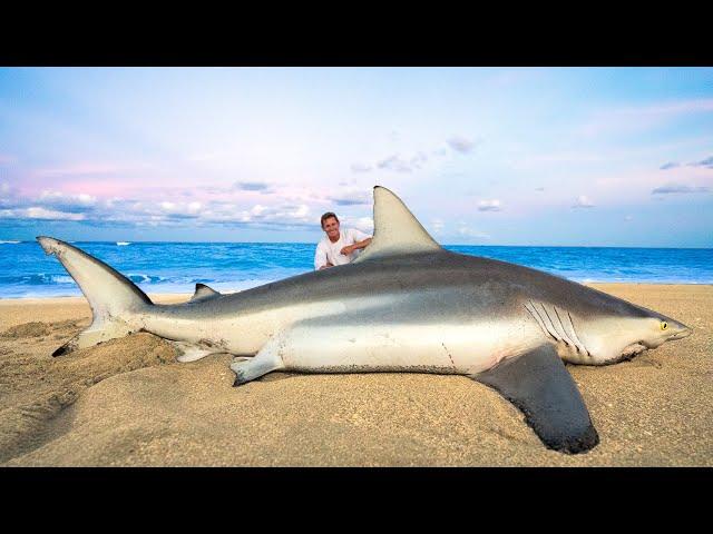 GIANT Blacktip Shark... Catch Clean Cook!