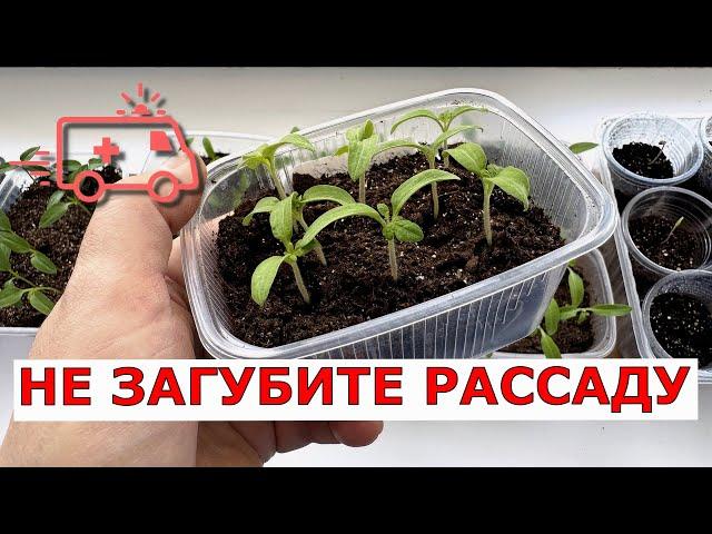 СКОРАЯ ПОМОЩЬ РАССАДЕ ТОМАТОВ, не загубите