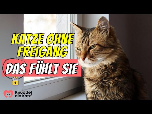 Fühlen sich Hauskatzen eingesperrt?