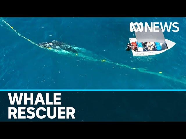 Humpback whale off Gold Coast beach freed from shark nets by man in tinny | ABC news