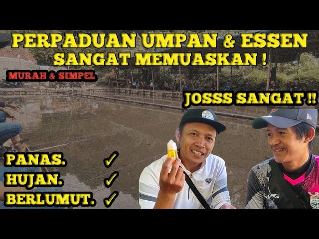 GARA-GARA UMPAN SIMPEL INI TETANGGA SANGAT HERAN KUMBUL NGETRIKK TERUSS !! PATUT DICOBA !!