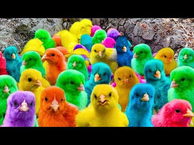 World Cute Chickens, Colorful Chickens, Rainbows Chickens, Cute Ducks, Cat, Rabbits,Cute Animals