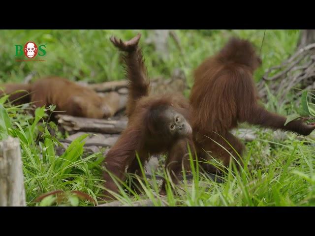 Turnen mit Valentino| BOS | orangutan.de