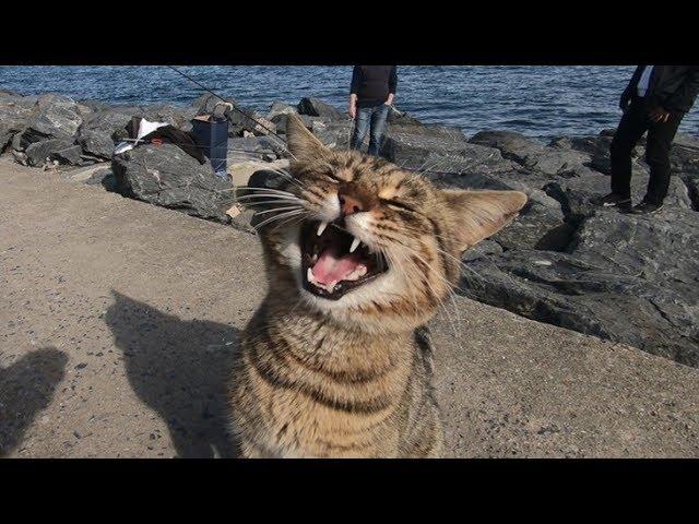 Cats Meowing Loudly | Make your Cat or Dog Go Crazy
